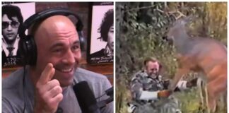 Joe Rogan Talks about How to do Jiu Jitsu on a Deer