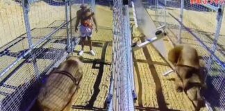 WATCH: Bob Sapp vs. Giant Bear Match Goes Terribly Wrong