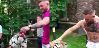 WATCH: Conor McGregor’s Tiger Tattoo Meets Real Tiger