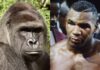 Mike Tyson Wanted to Fight Gorilla For $10,000