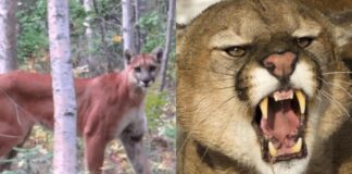 REPORT: Man Chokes Out Attacking Mountain Lion