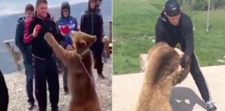 PETA Can’t Bear Khabib’s Cruelty to Animals