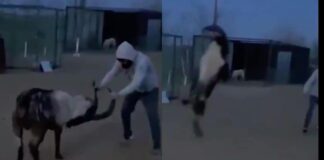 WATCH: Zabit Spars With Mountain Goat in Russia