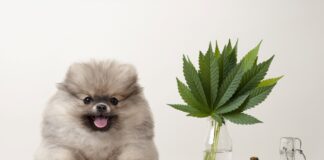 Administering CBD Oil to Dog Breeds A dog sitting next to a plant Description automatically generated with medium confidence