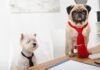 Want To Run A Dog Boarding Business? You’ll Need These First