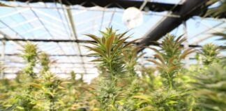 What Is THC and What Are the Benefits of This Cannabinoid?