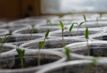 How Long Do Pot Seeds Live? green leafed sprouts