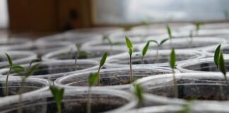 How Long Do Pot Seeds Live? green leafed sprouts